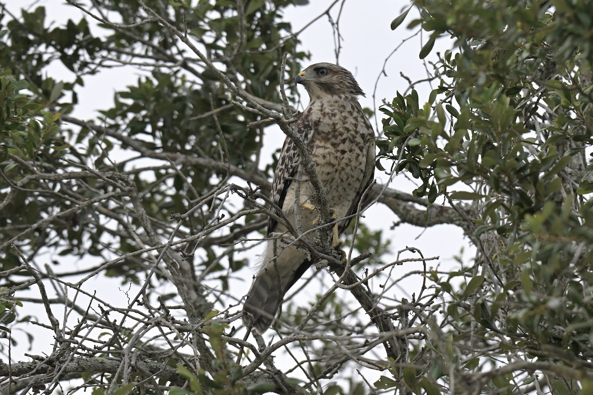 Red-shouldered Hawk - ML638439331