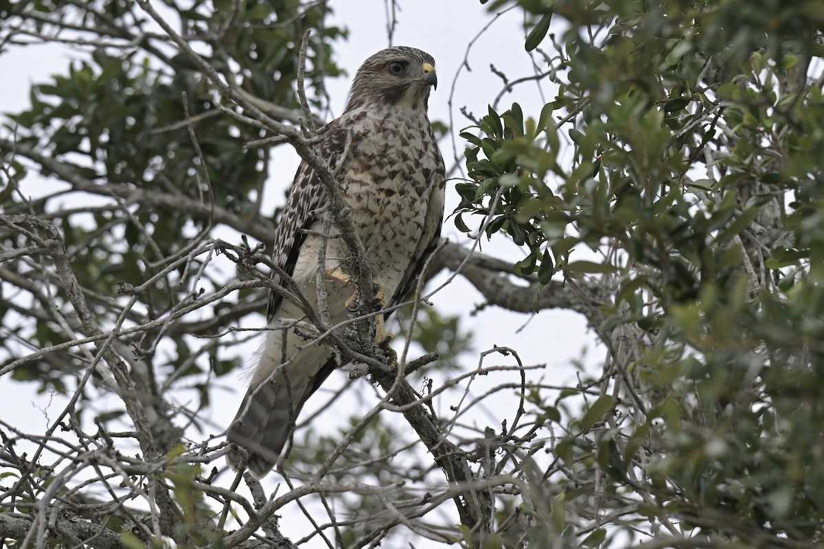 Red-shouldered Hawk - ML638439333
