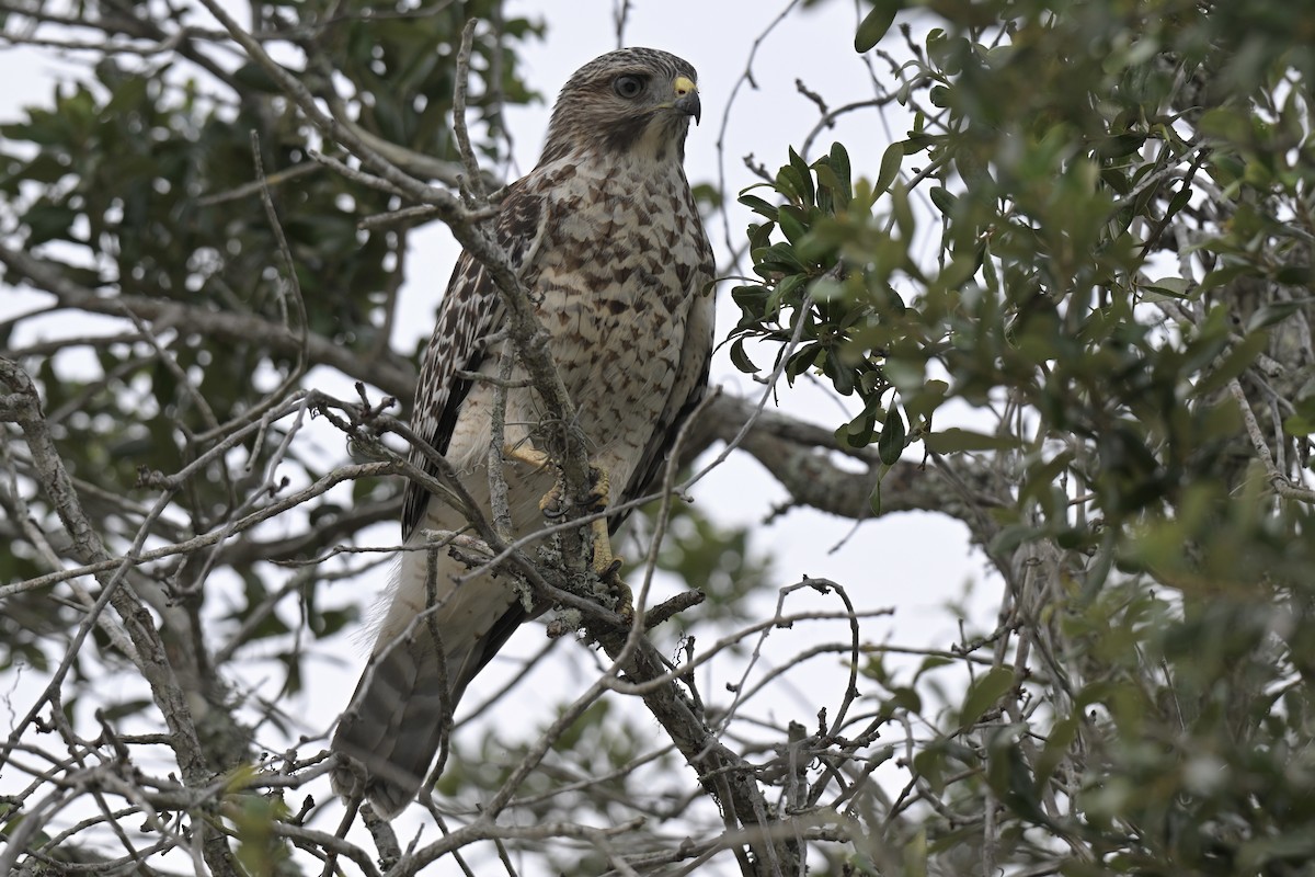 Red-shouldered Hawk - ML638439334