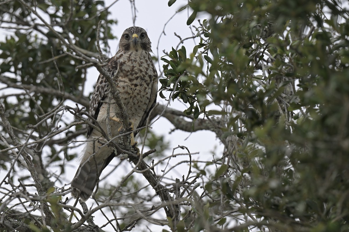Red-shouldered Hawk - ML638439336