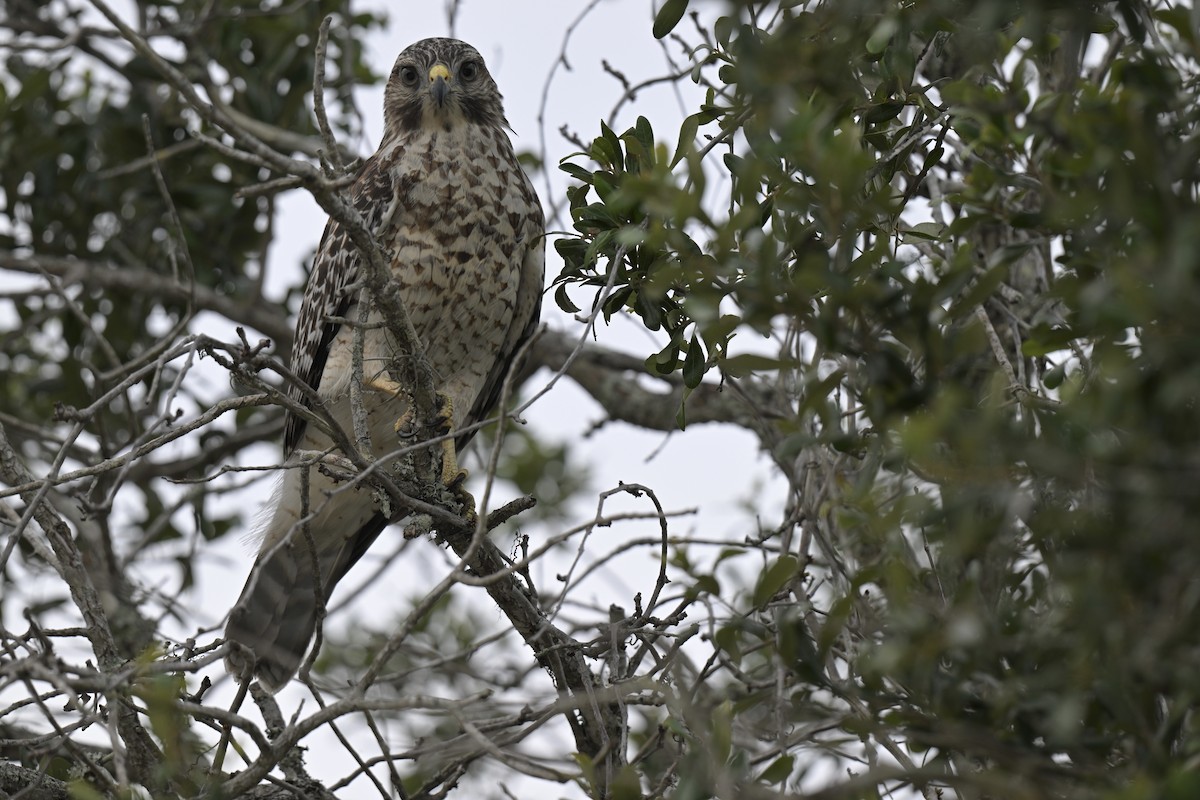Red-shouldered Hawk - ML638439337