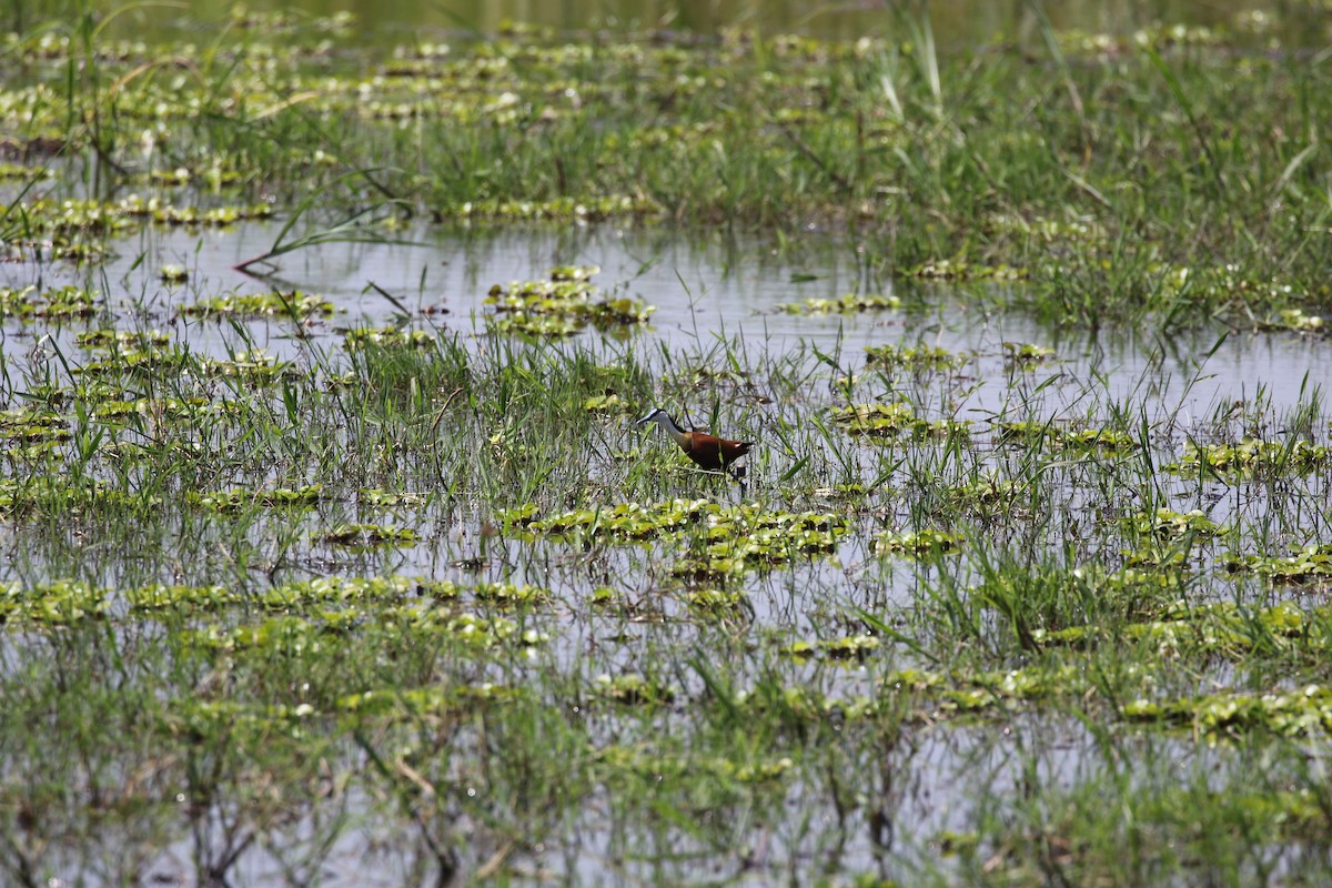 African Jacana - ML638439359