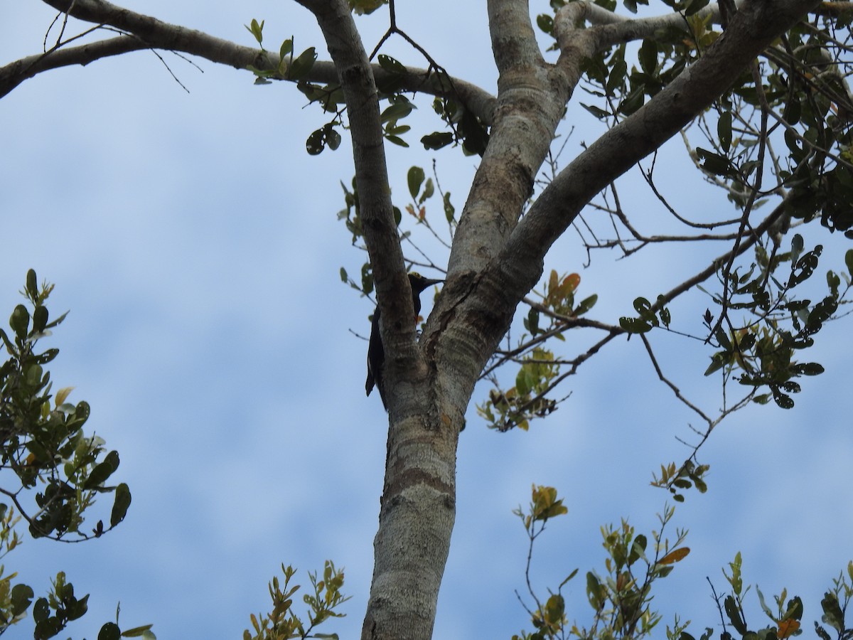 Yellow-tufted Woodpecker - ML638439387