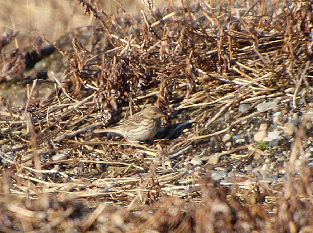 Red-throated Pipit - ML638439389