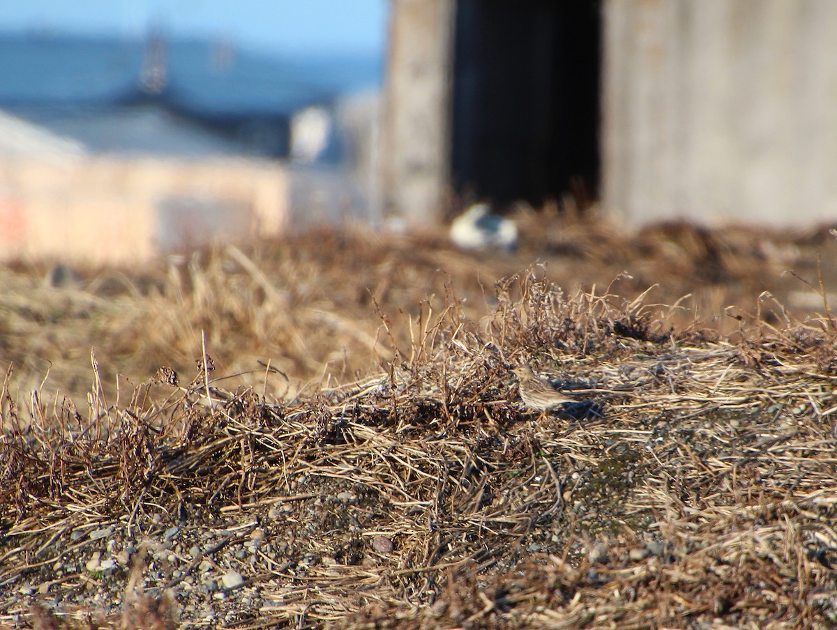 Red-throated Pipit - ML638439394
