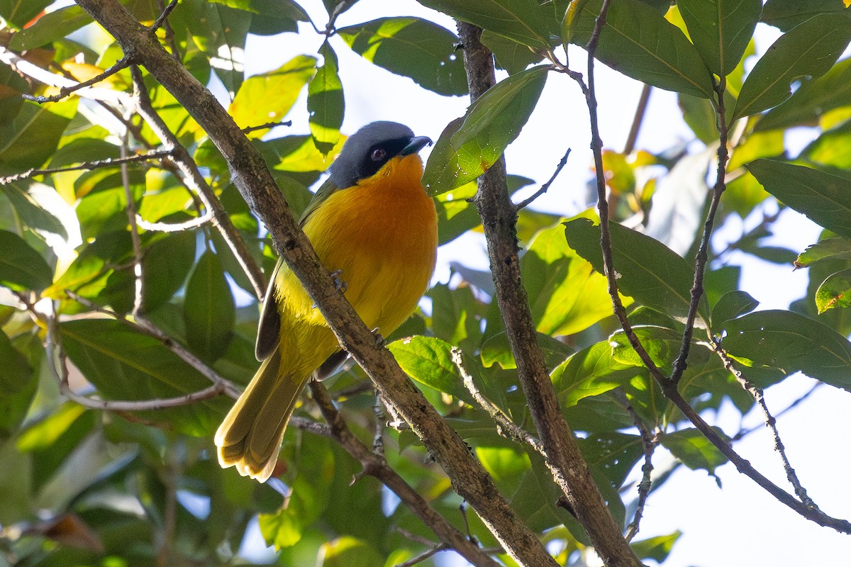 Black-fronted Bushshrike - ML638439424