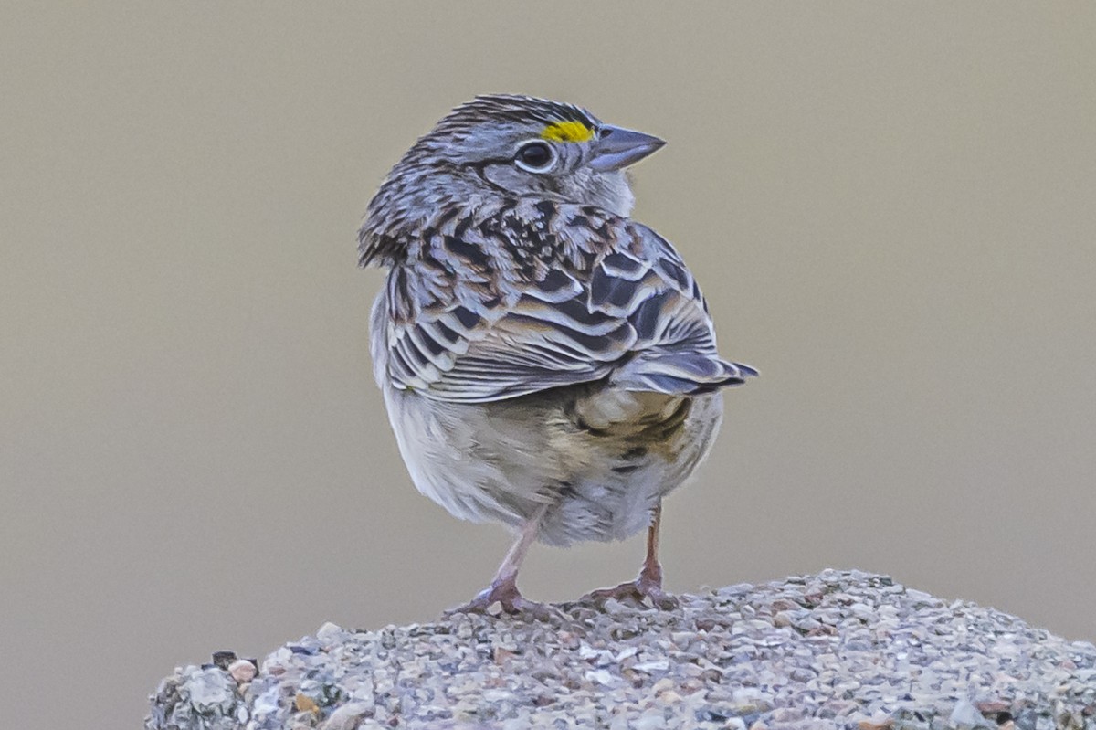 Grassland Sparrow - ML638439451