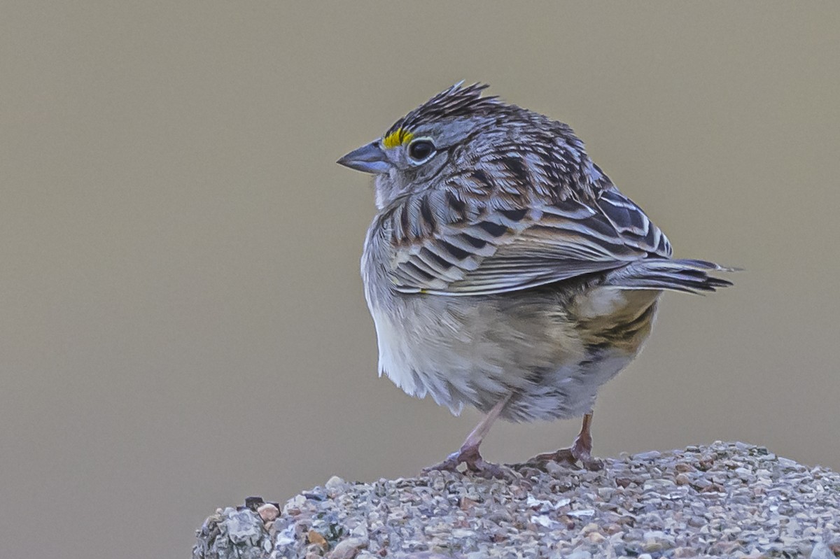 Grassland Sparrow - ML638439454