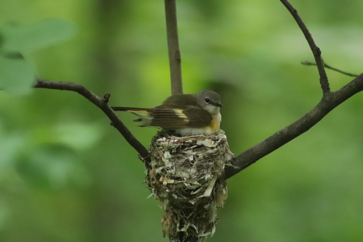 American Redstart - ML638439484