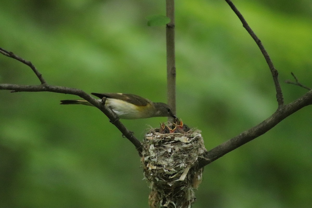 American Redstart - ML638439485