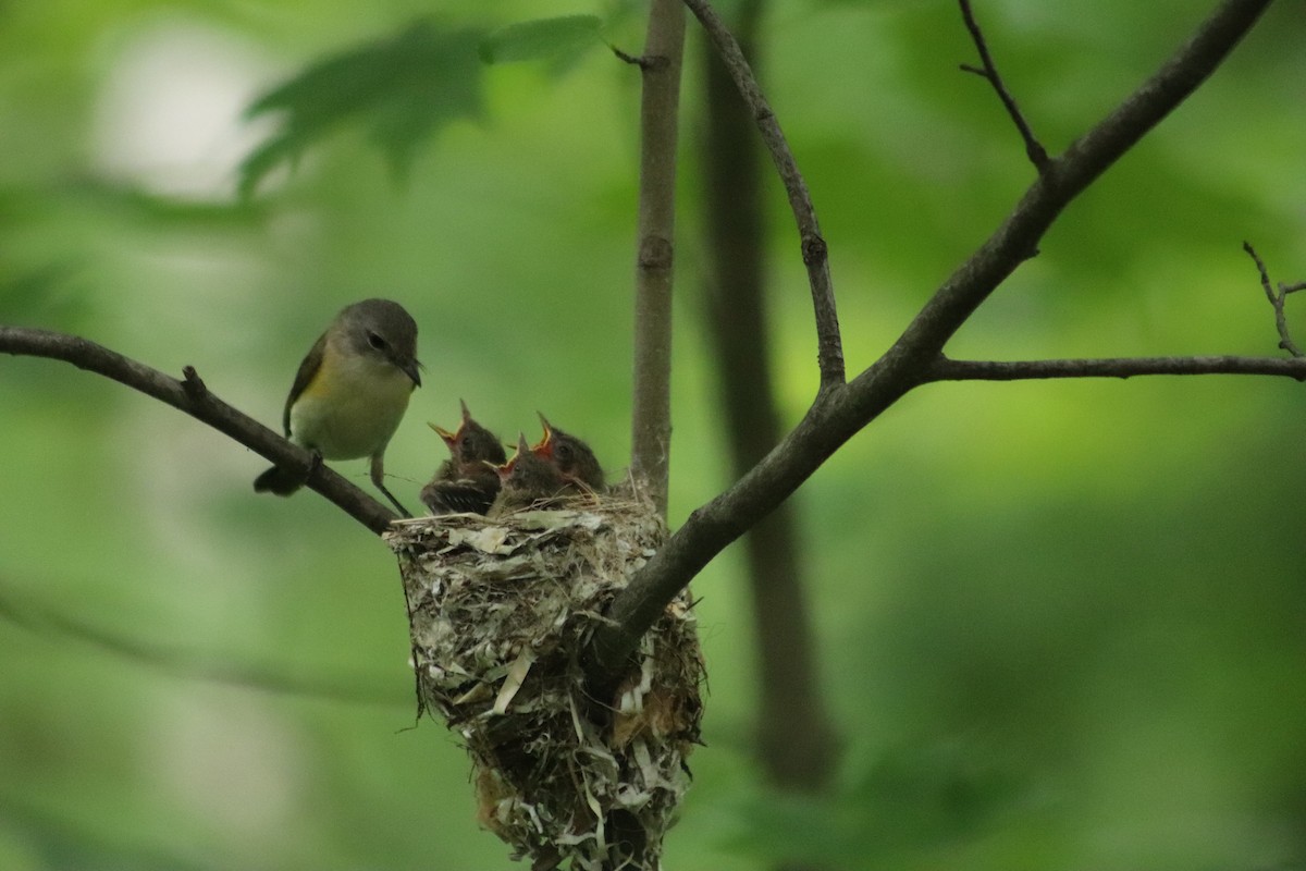 American Redstart - ML638439486