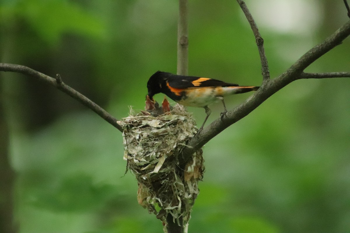 American Redstart - ML638439487