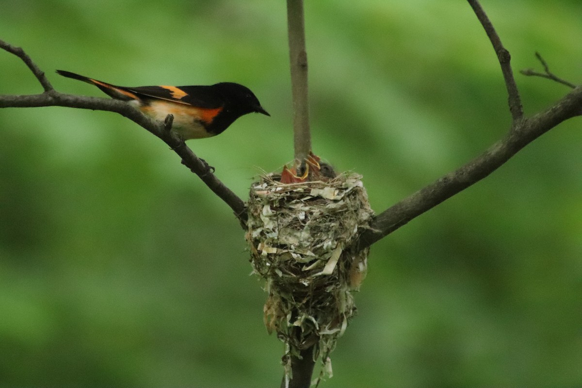 American Redstart - ML638439488