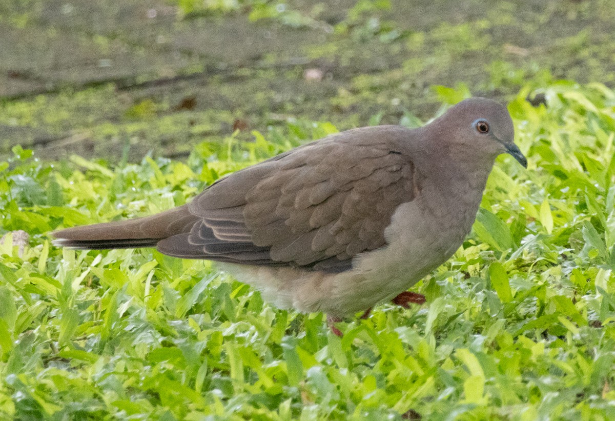 White-tipped Dove - ML638439505