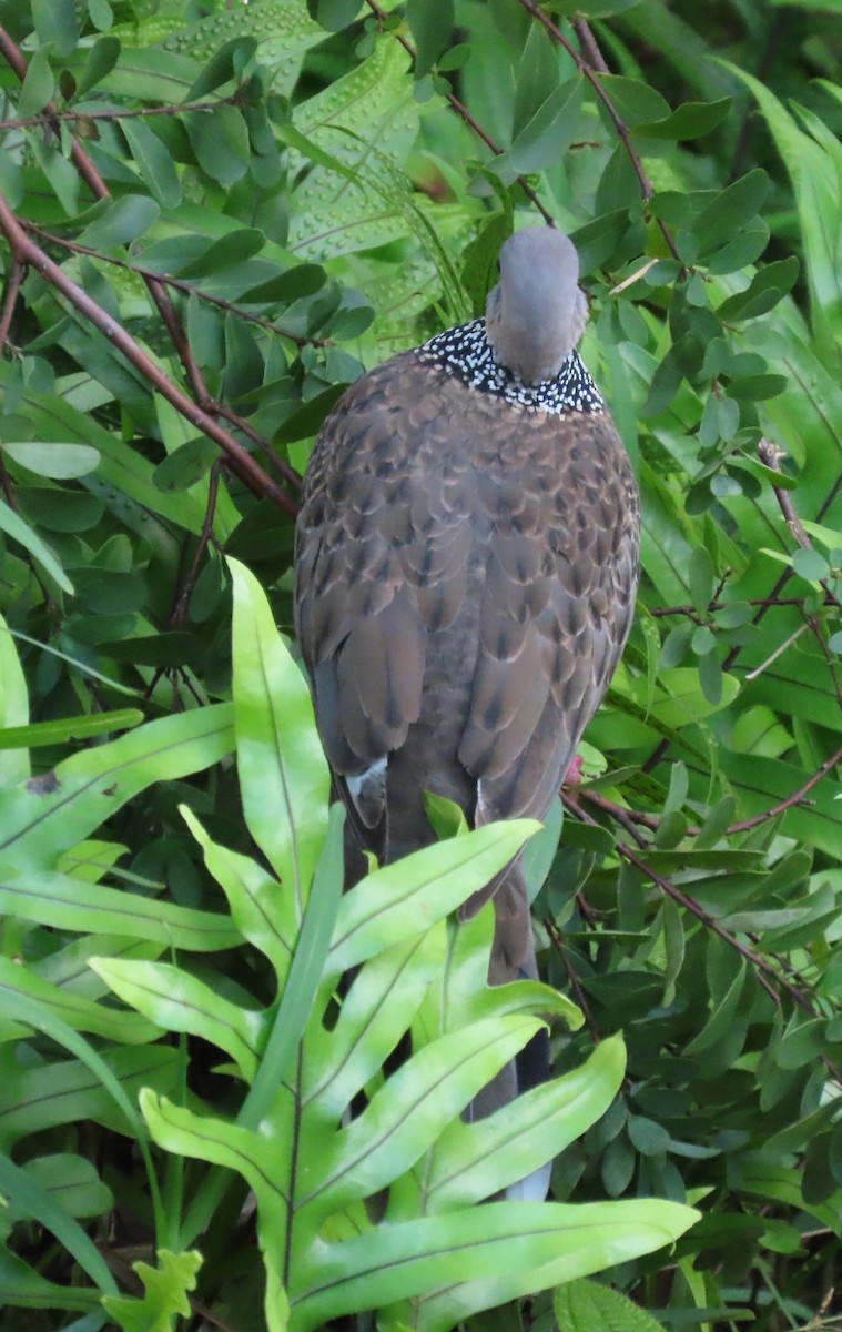 Spotted Dove - ML638439539