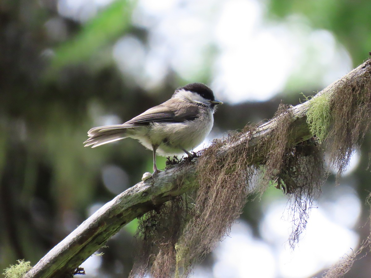 Willow Tit - ML638439541