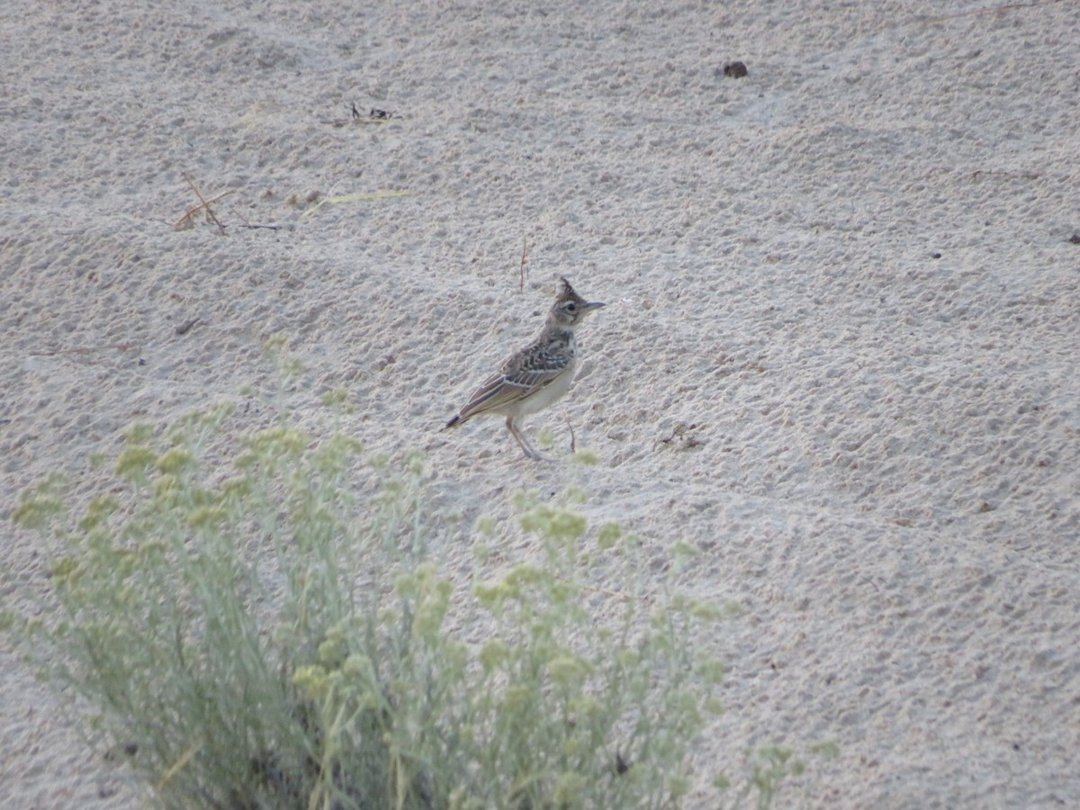 Thekla's/Crested Lark - ML638439546