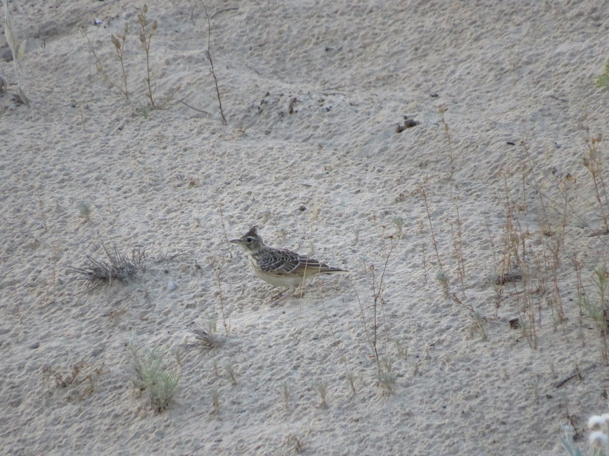Thekla's/Crested Lark - ML638439547