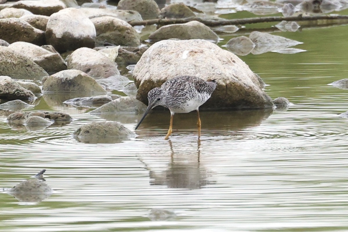 Greater Yellowlegs - ML638439552