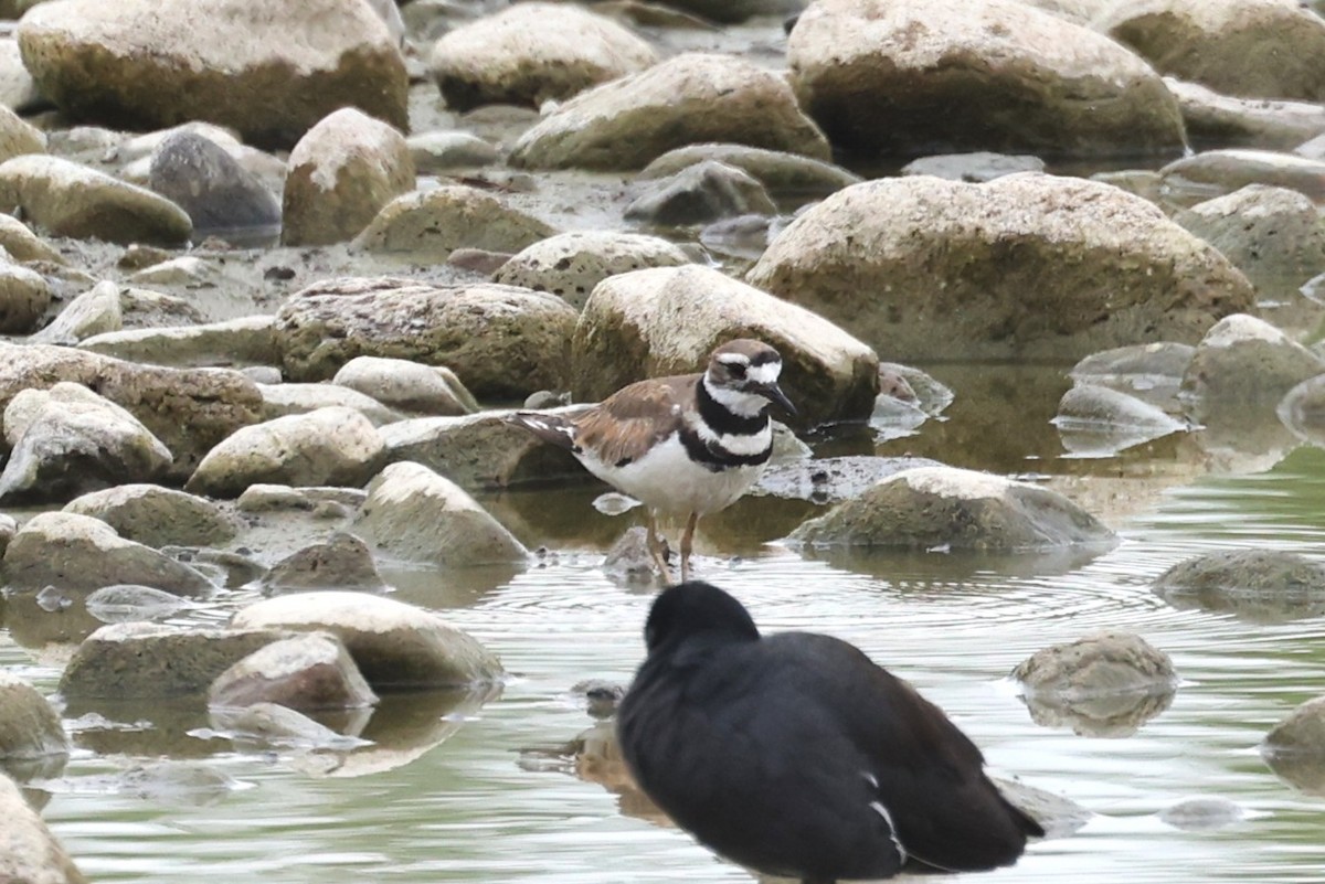 Killdeer - ML638439559