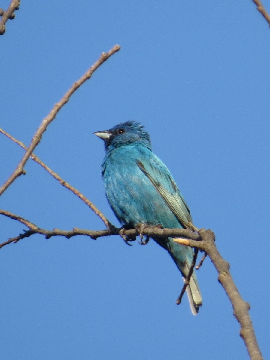 Indigo Bunting - ML638439567