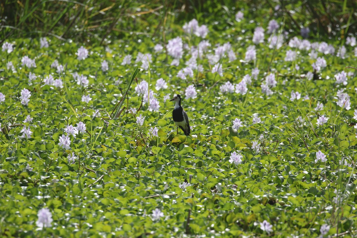 Long-toed Lapwing - ML638439575