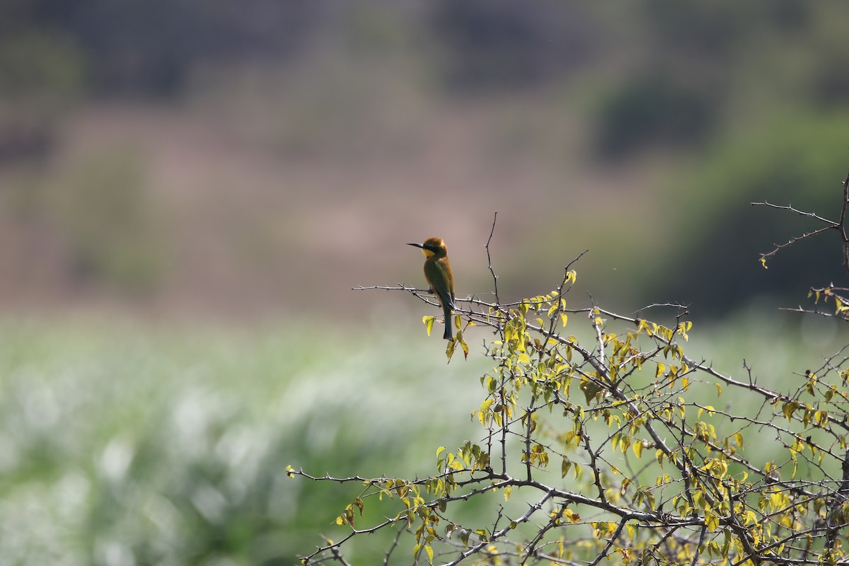 Little Bee-eater - ML638439596