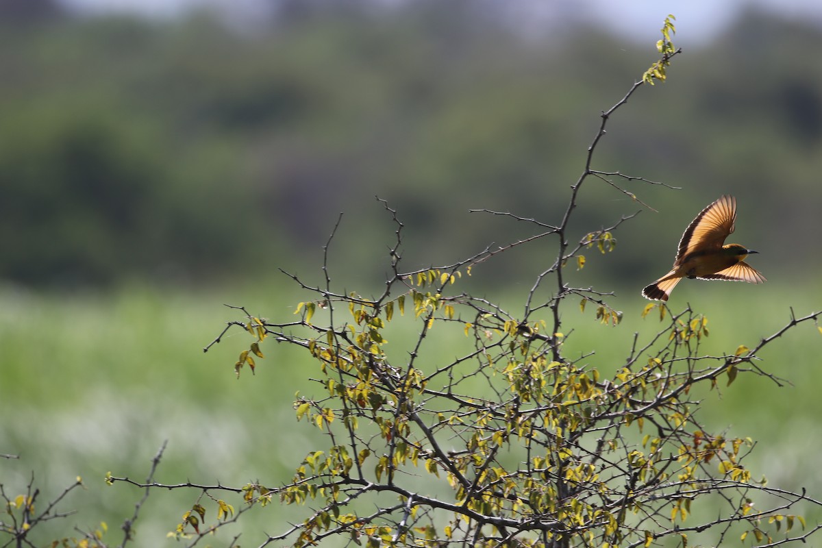 Little Bee-eater - ML638439597