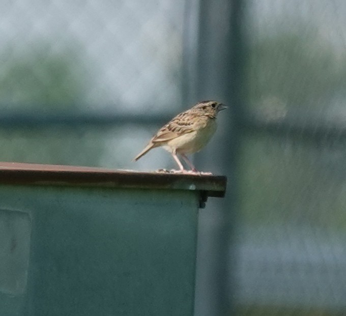 Grasshopper Sparrow - ML638439613