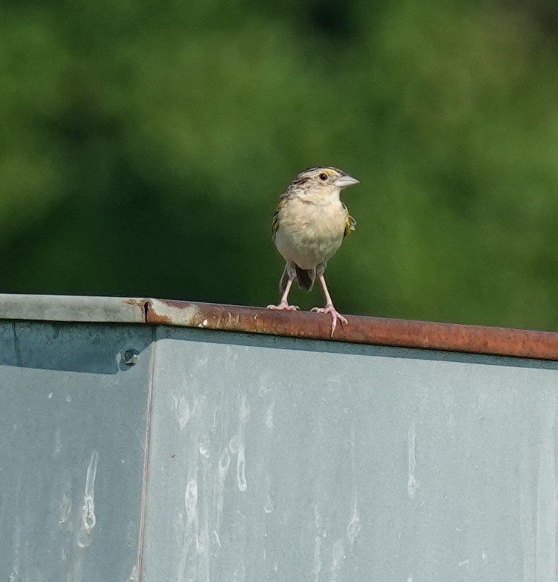 Grasshopper Sparrow - ML638439614