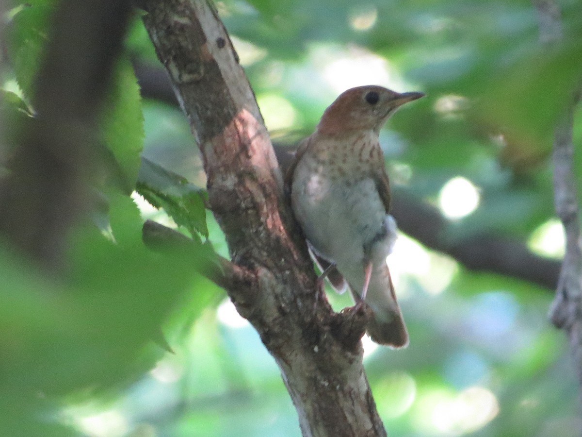 Veery - ML638439642
