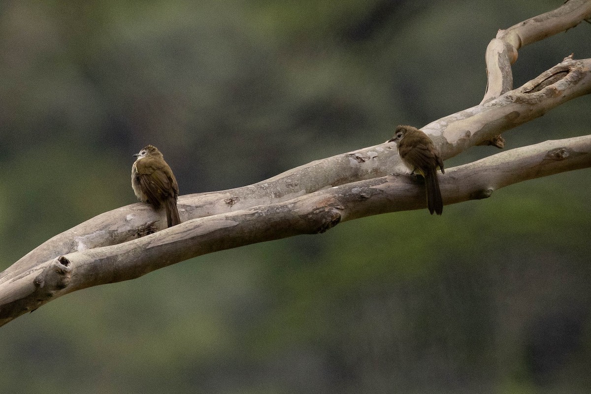 Pale-faced Bulbul - ML638439647