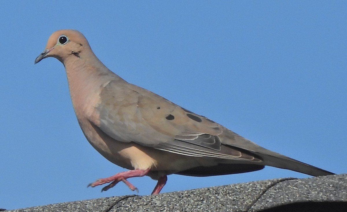Mourning Dove - ML638439659