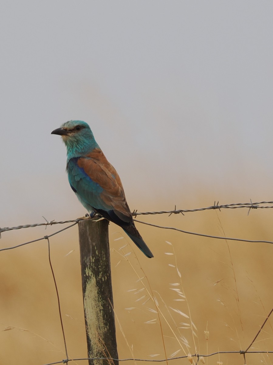 European Roller - ML638439672