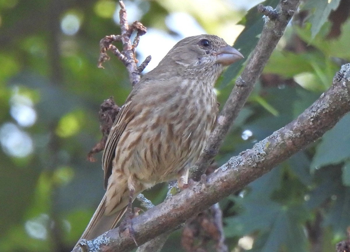House Finch - ML638439673