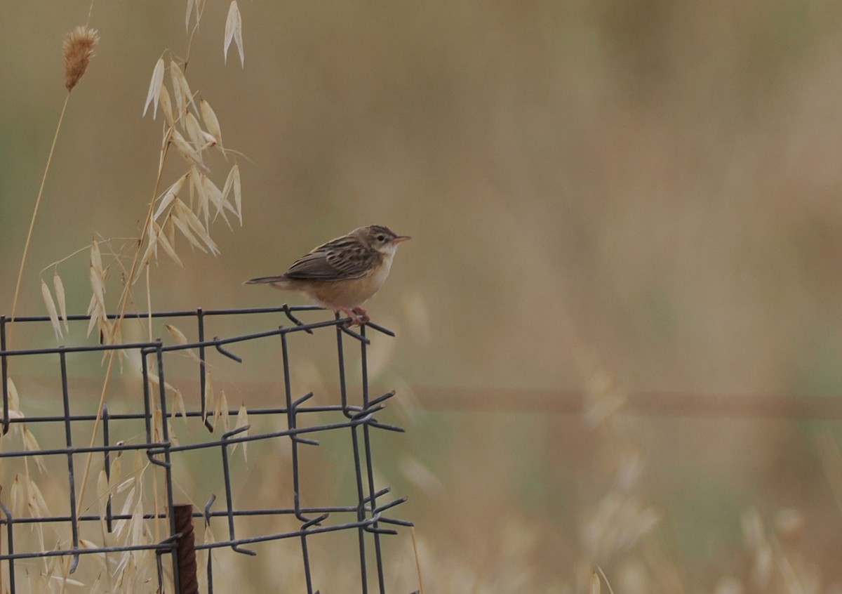 Zitting Cisticola - ML638439681