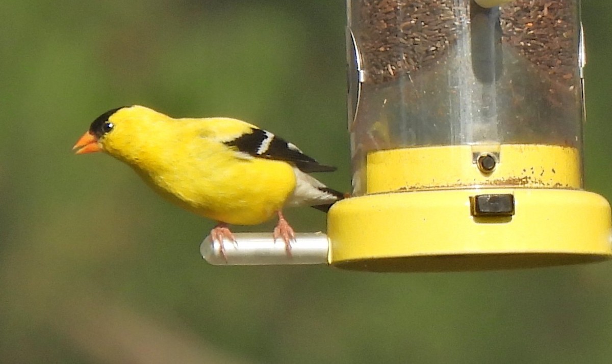 American Goldfinch - ML638439688