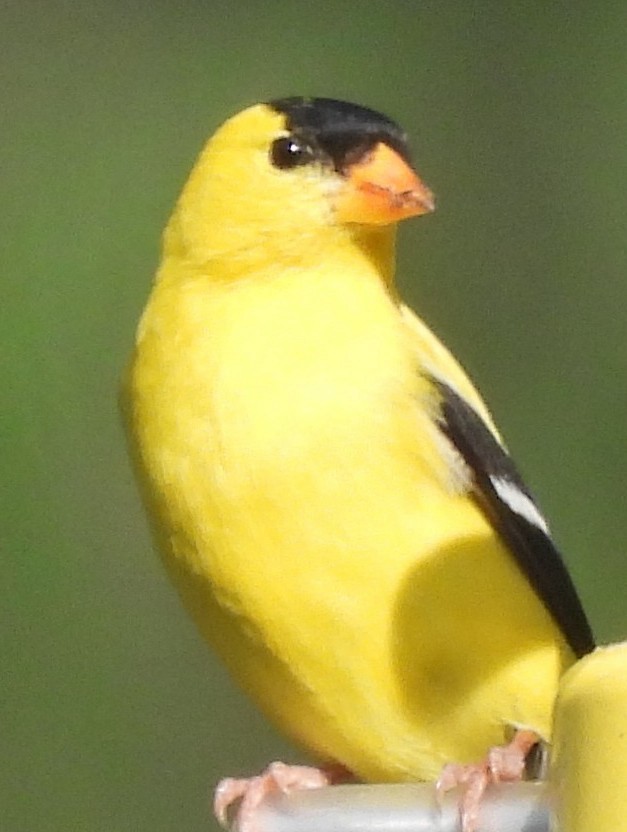 American Goldfinch - ML638439689