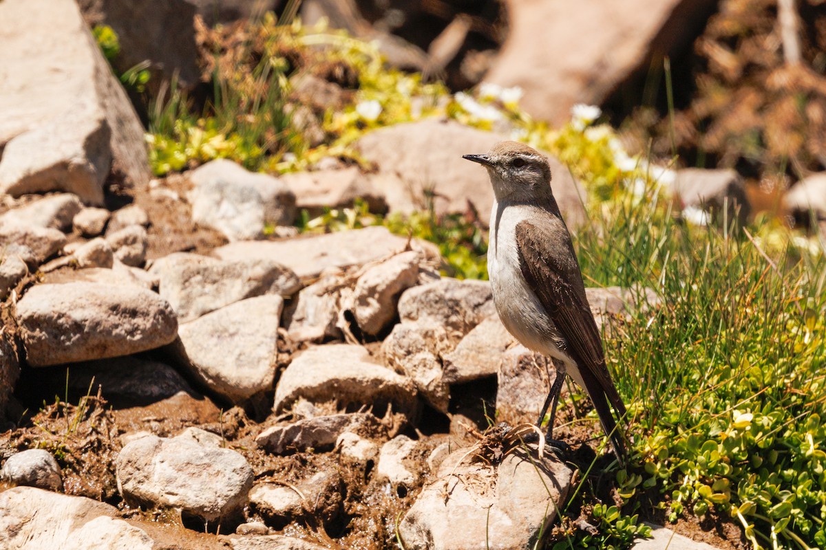 White-browed Ground-Tyrant - ML638439724