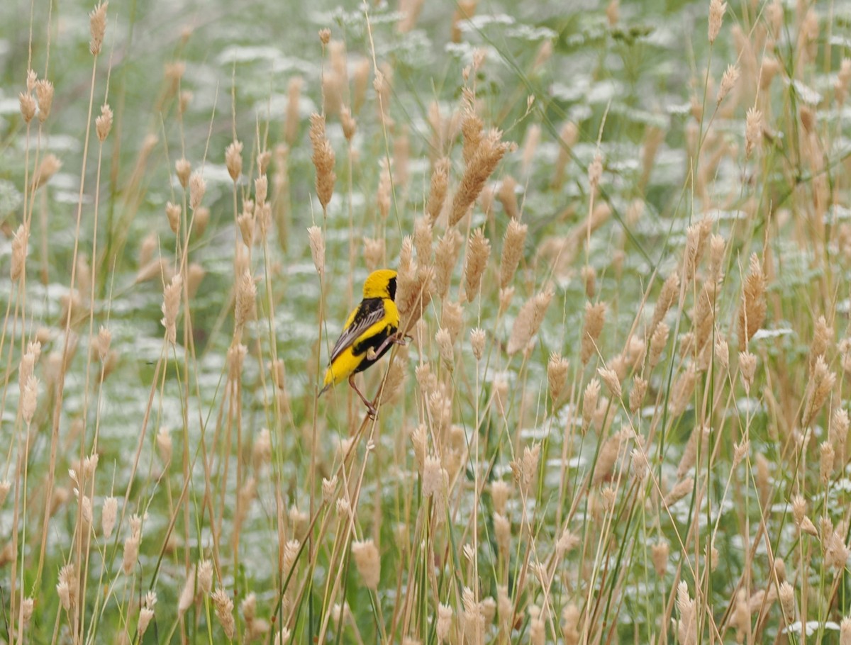 Yellow-crowned Bishop - ML638439735