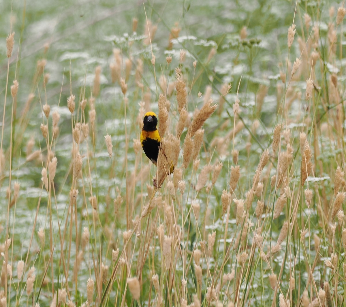 Yellow-crowned Bishop - ML638439752
