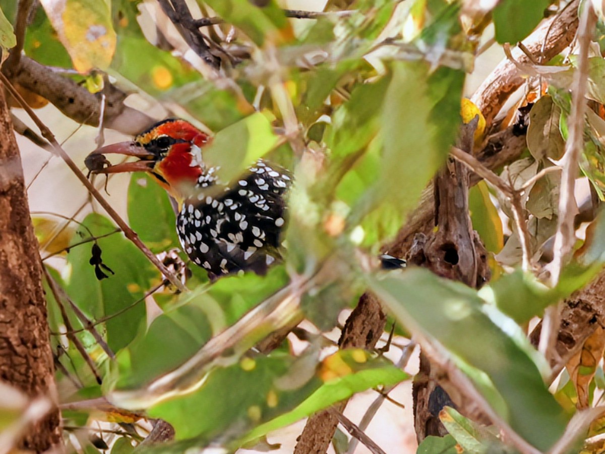 Red-and-yellow Barbet - ML638439759
