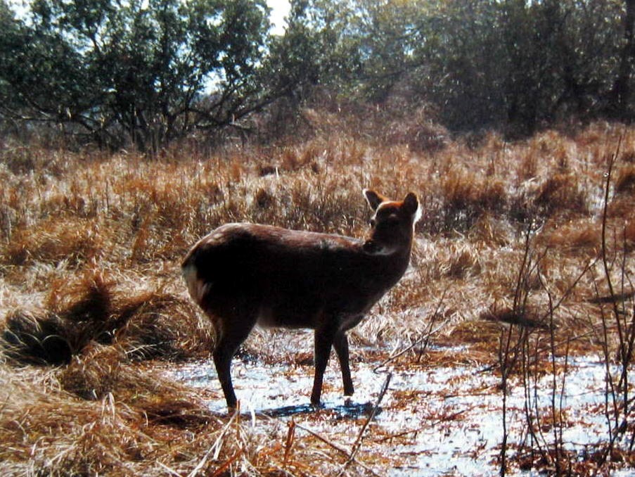 Sika Deer - ML638439789