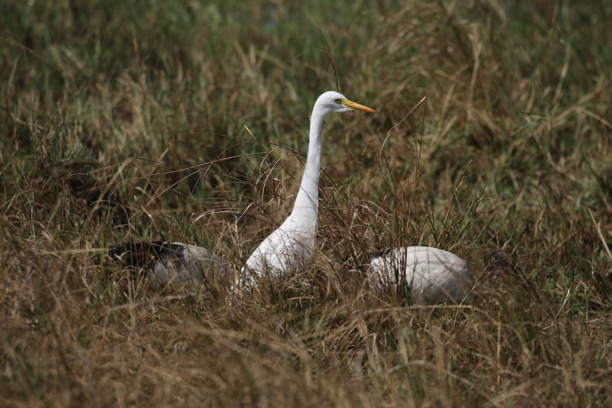 Yellow-billed Egret - ML638439792