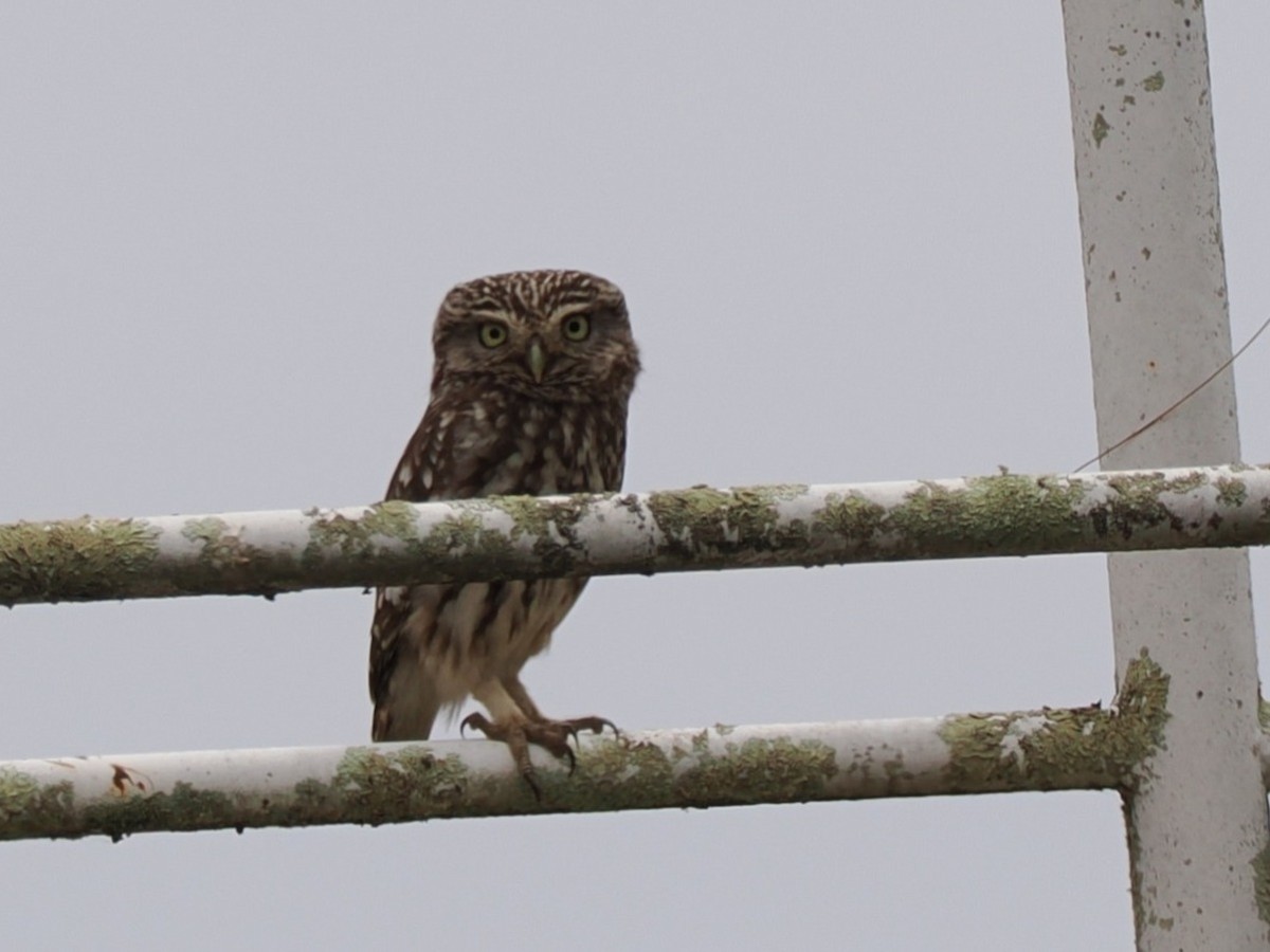 Little Owl - ML638439806
