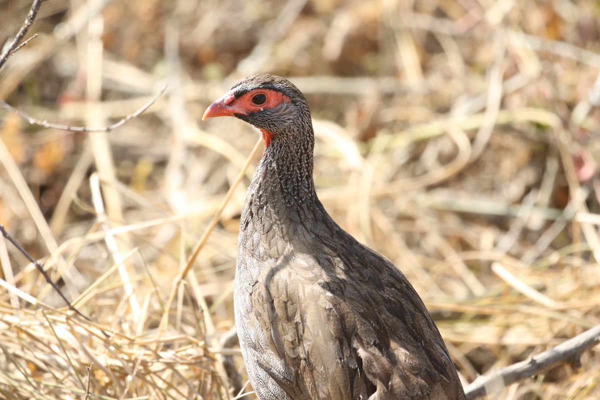 Francolin à gorge rouge - ML638439814