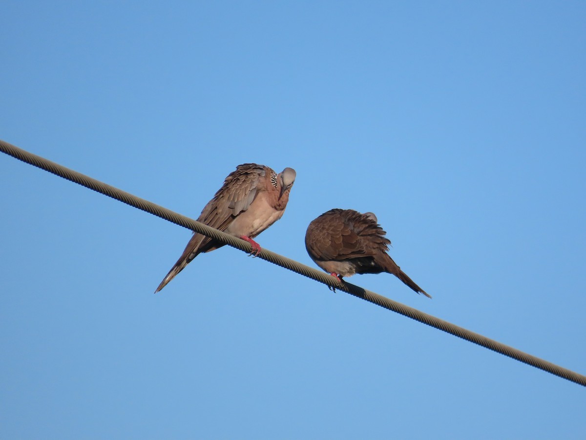 Spotted Dove - ML638439824