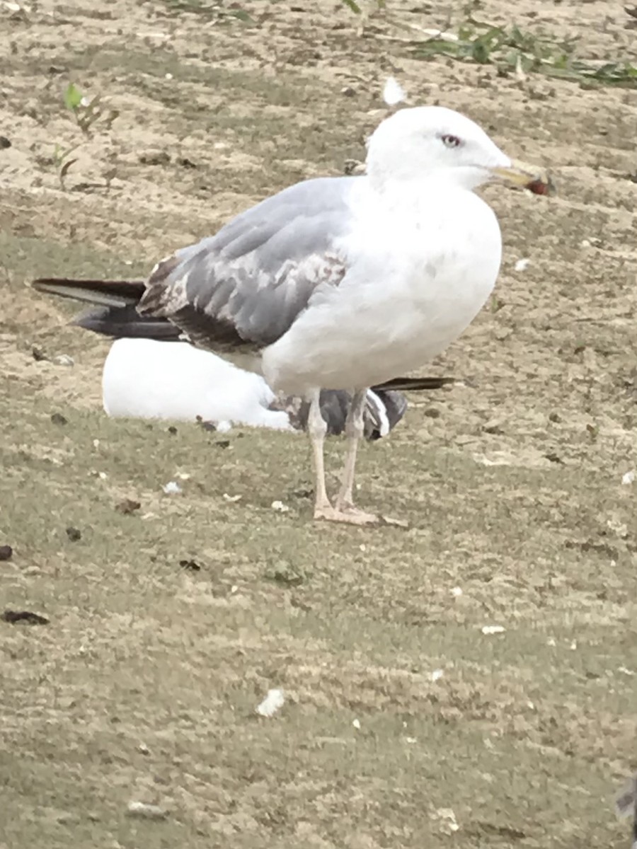 Mittelmeermöwe - ML638439832