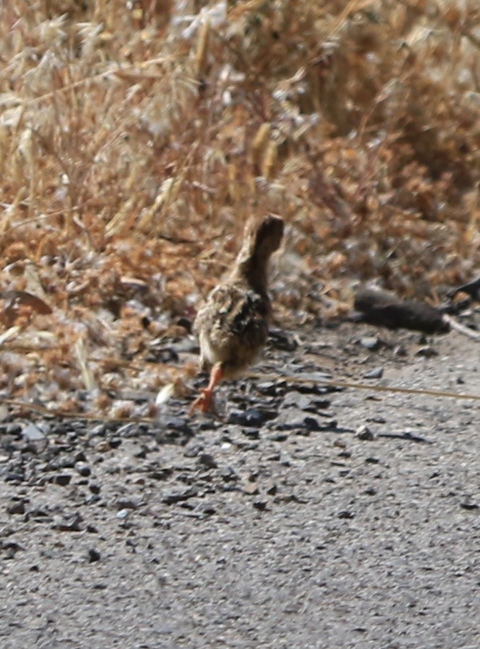 Barbary Partridge - ML638439882