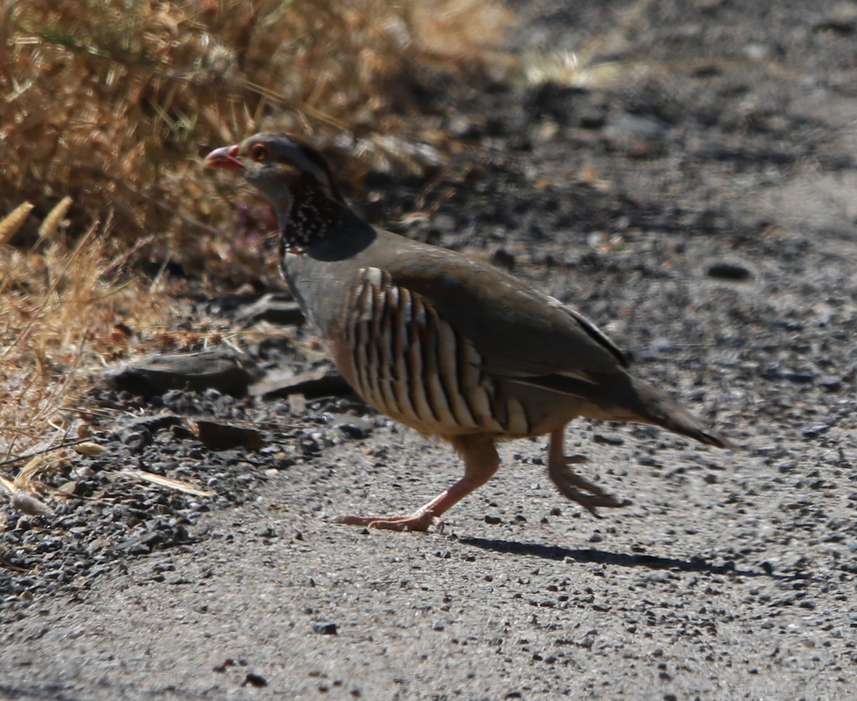 Barbary Partridge - ML638439883